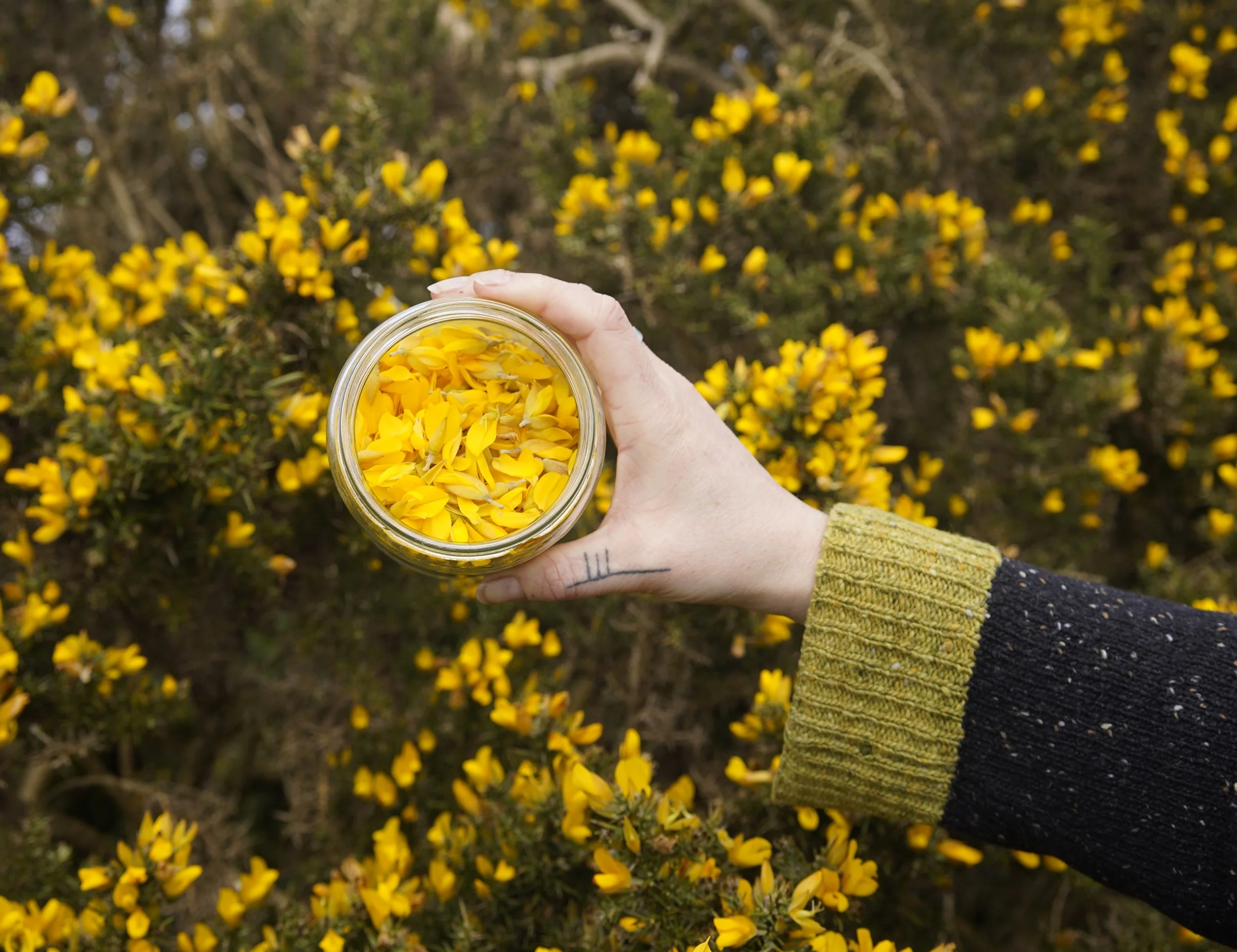 6Kari Cahill_Foraging For Colour_Clare 2020 copy.jpeg