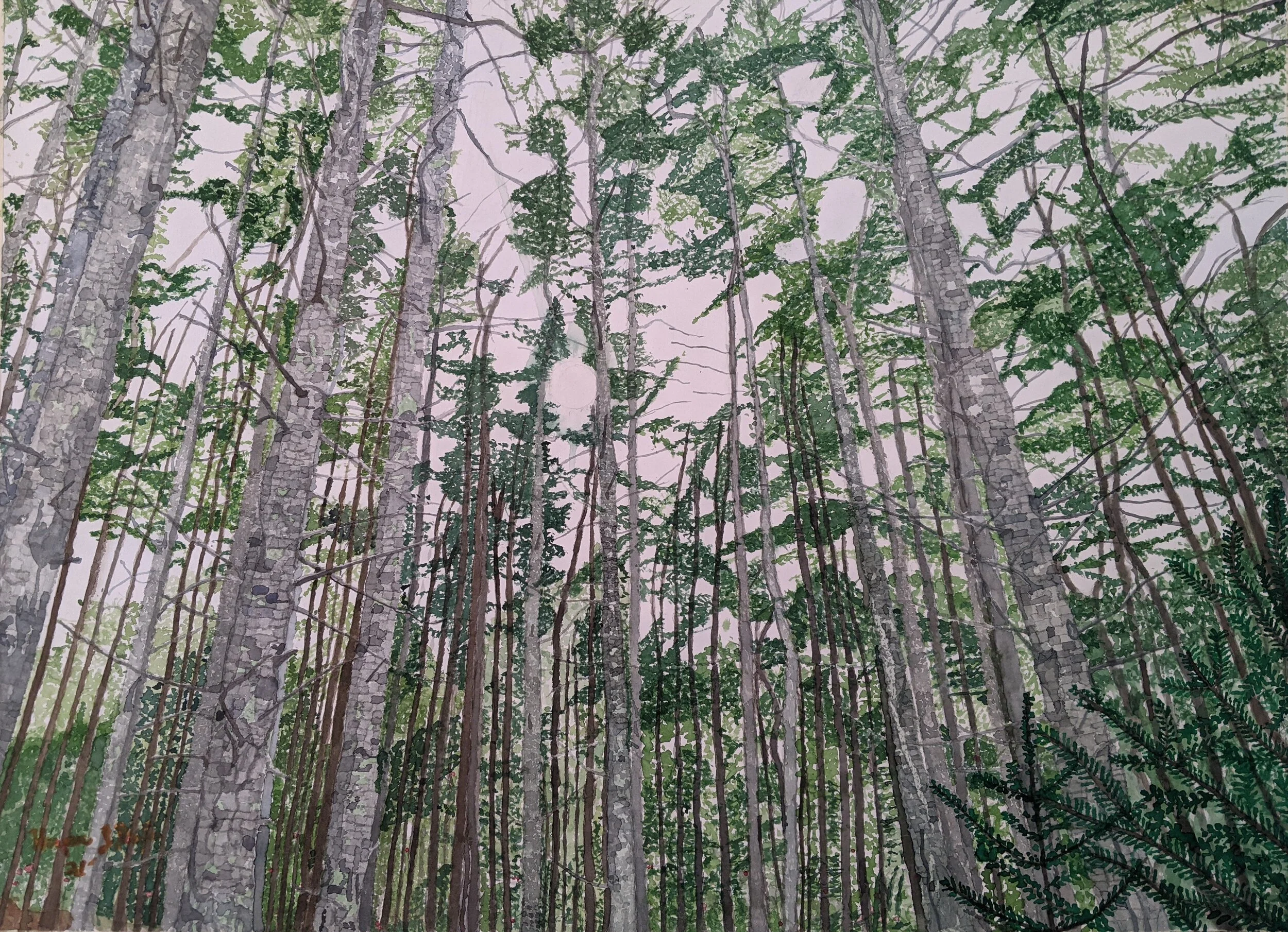 Up Through the Mighty Spruce painting 4.1.21.jpeg