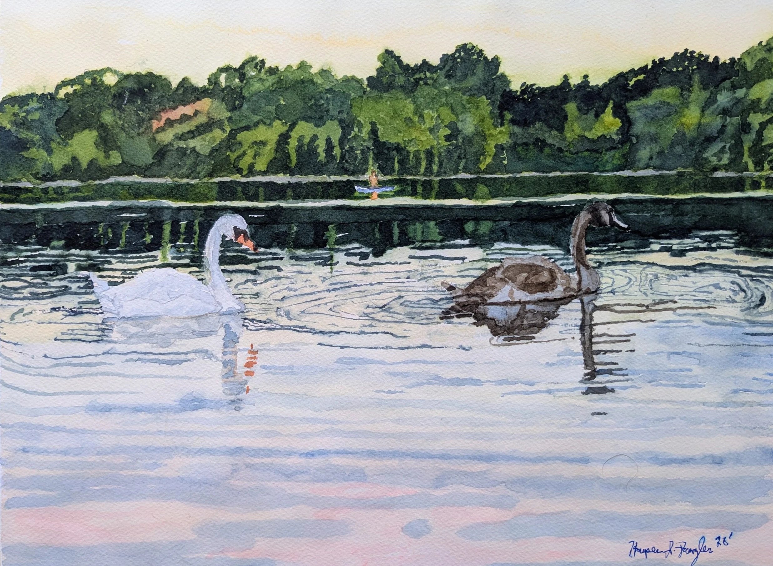 Swans Gliding Along at Sunset