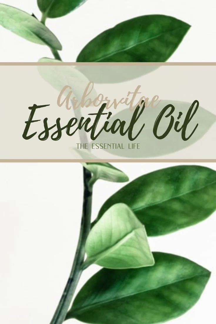 Arborvitae Essential Oil_ The Essential Life.jpg