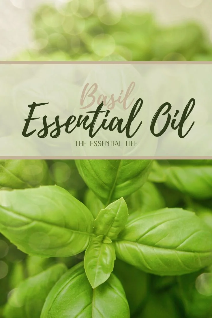 Basil Essential Oil_ The Essential Life.jpg