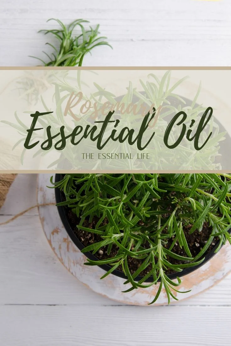 Rosemary Essential Oil_ The Essential Life.jpg