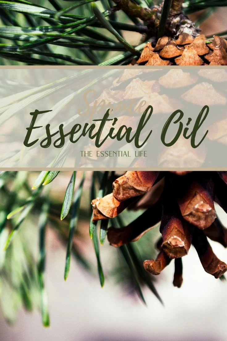 Spruce Essential Oil_ The Essential Life.jpg