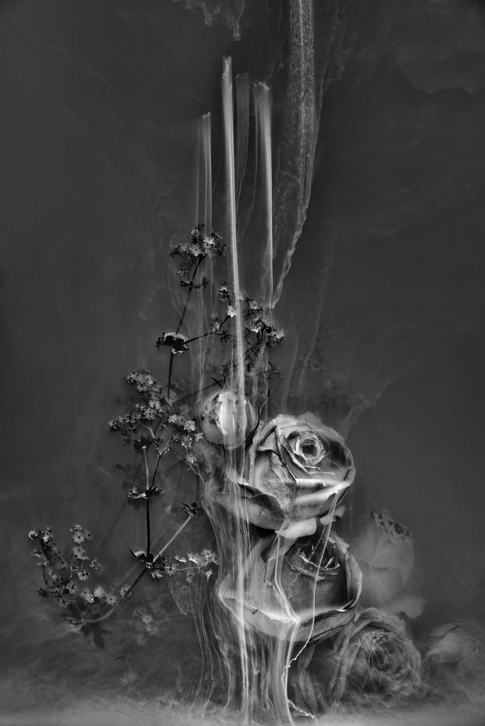 BLACK OUT | Sunken Stem Rose, 2017 125 x 83 cm | unique work