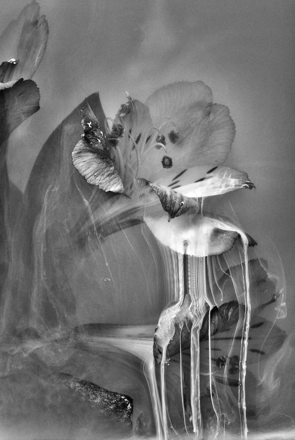 BLACK OUT | Sunken Lily, 2017 125 x 84 cm | unique work