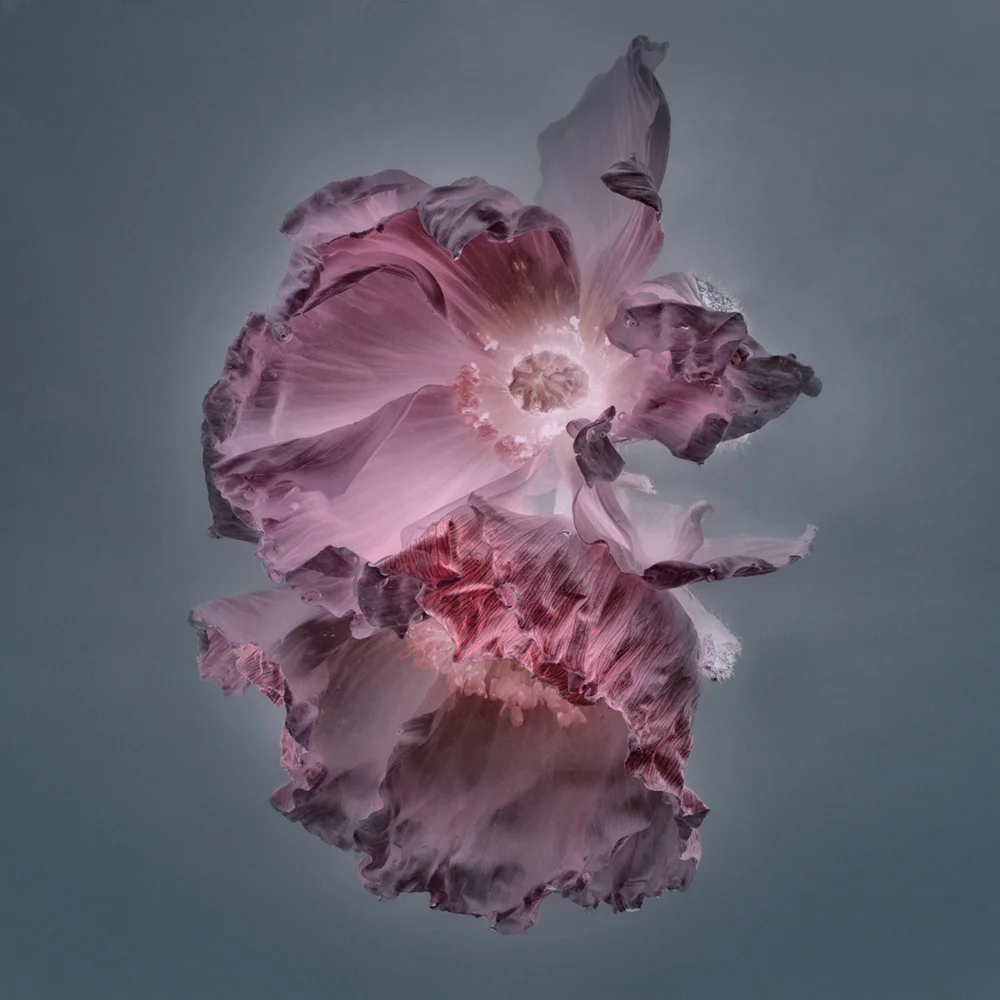 Florilegium - P16, 2017 60 x 60 cm edition 10