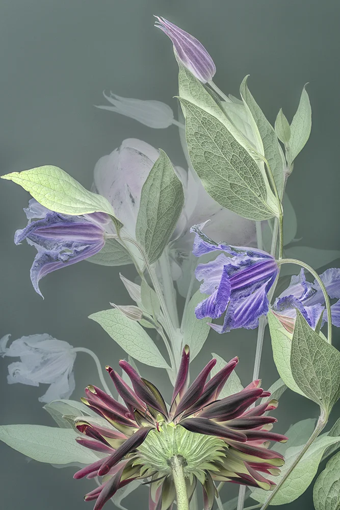 Florilegium Clematis | 45 x 30 cm, oplage 25
