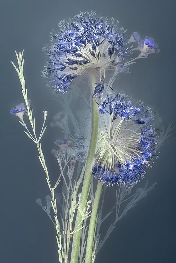Florilegium Allium |&nbsp; 45 x 30 cm, oplage 25