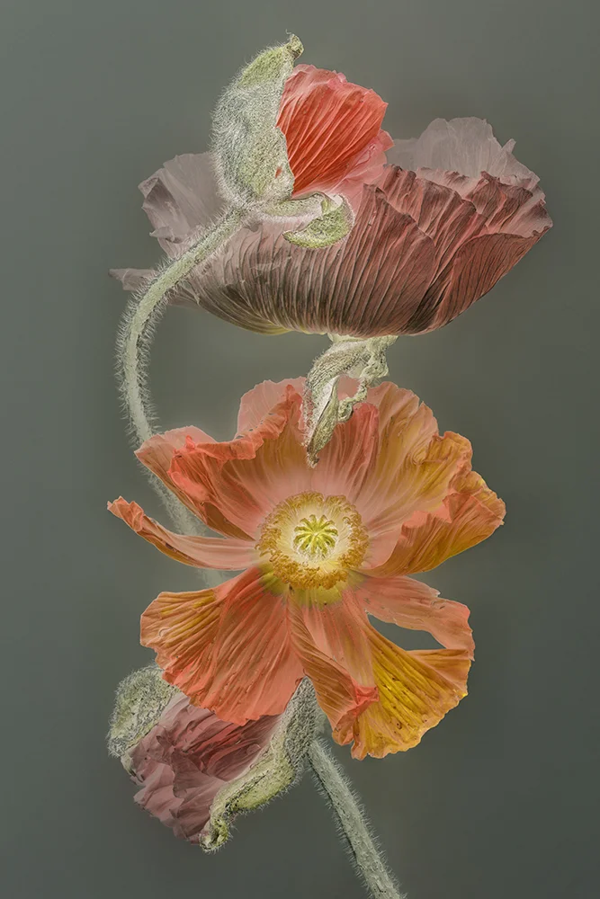 Florilegium POPPY | 45 x 30 cm, oplage 25