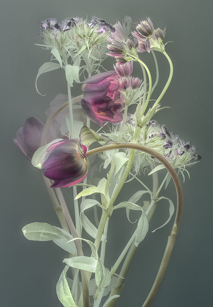 Florilegium | P12, 2018