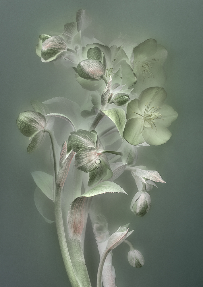 Florilegium | P21, 2018