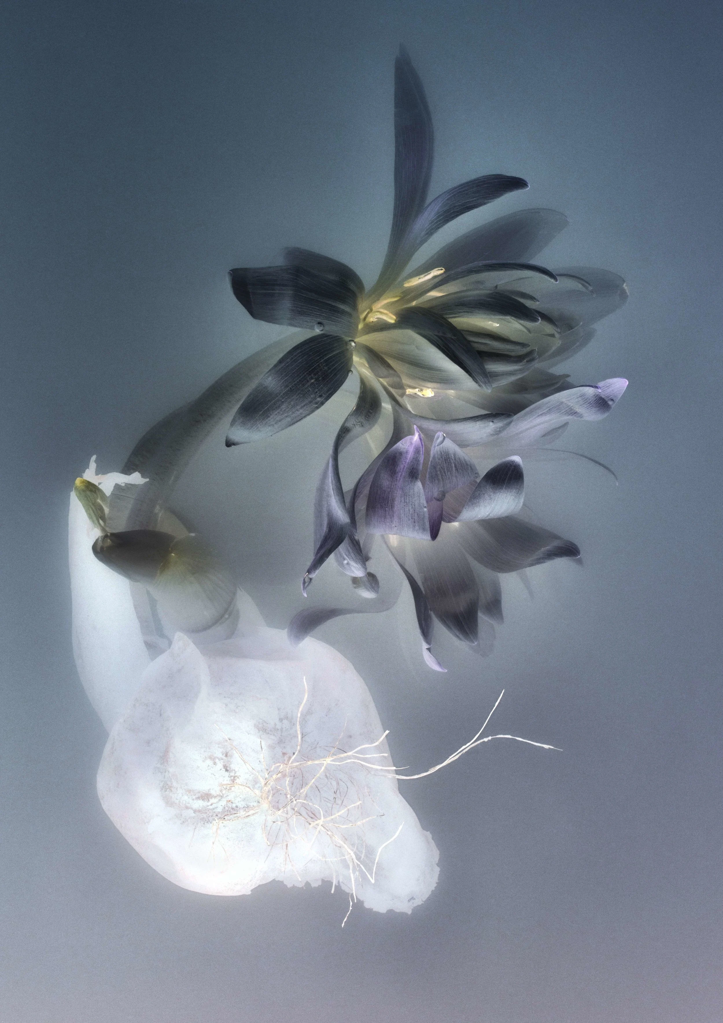 FLORILEGIUM P8 | 212 x 149 cm | 2018