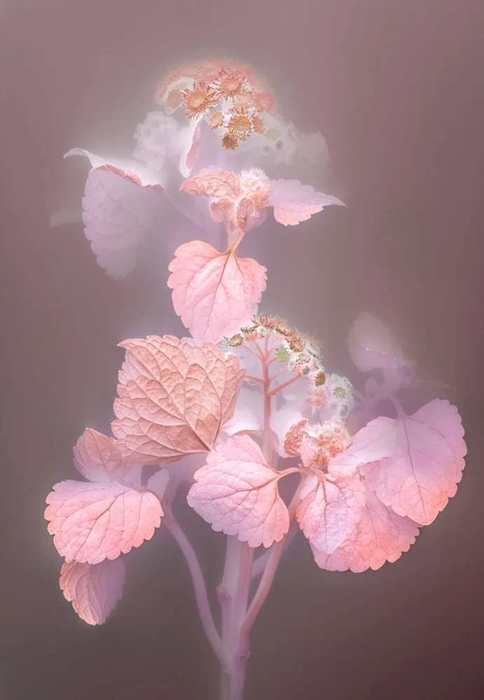 FLORILEGIUM P 41