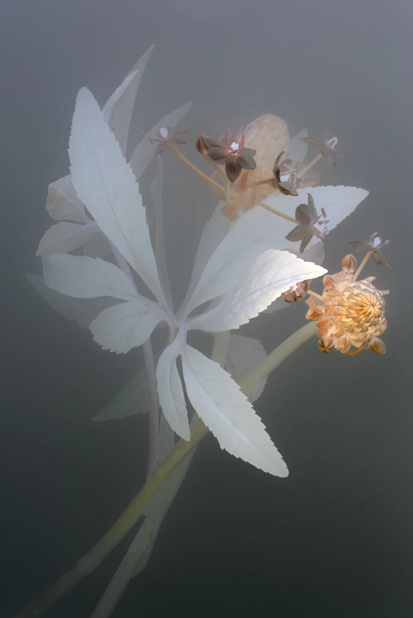 Florilegium | P80, 2018