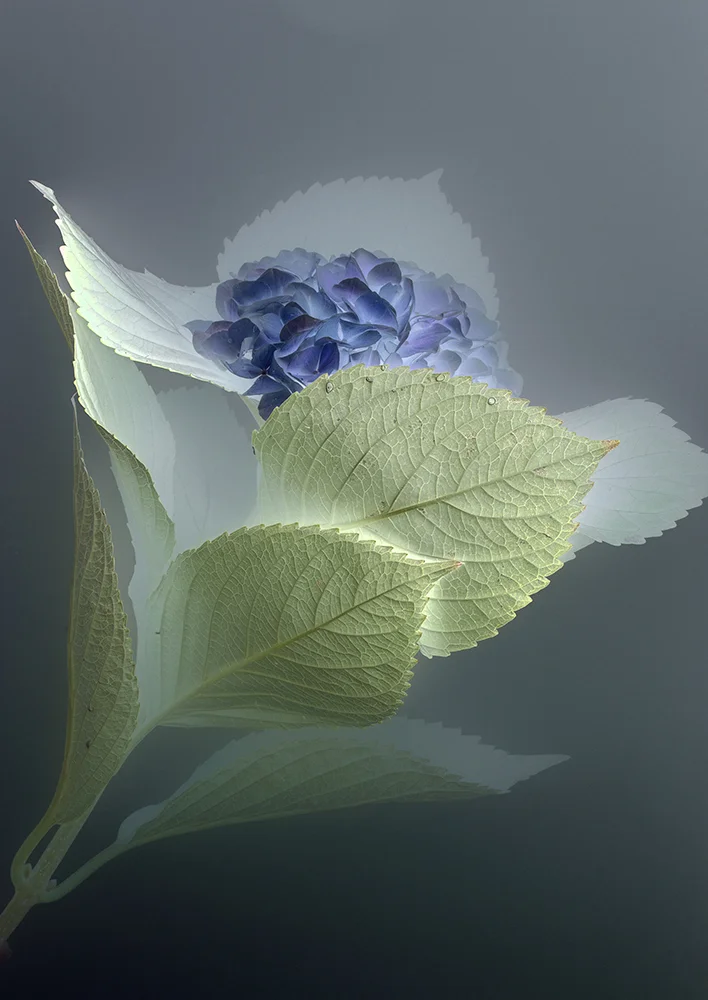 DK_Florilegium_P10.jpg