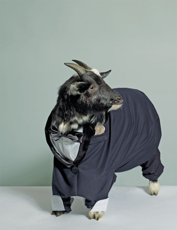 Goats — New Blog — ANNE ELLIOTT Goats — New Blog — ANNE ELLIOTT