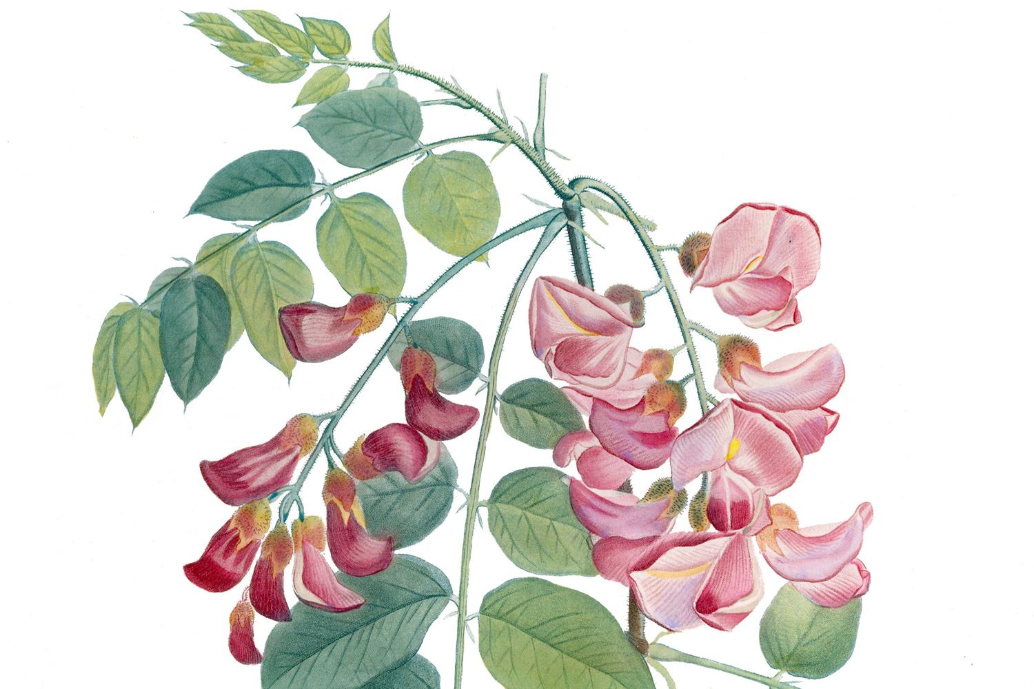 SCIENTIFIC WONDERS: EXPLORING BOTANICAL PRINTS | LECTURE
