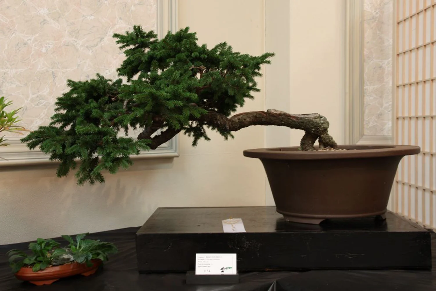 THE ARTISTRY OF BONSAI | LECTURE