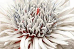 Peled-small.jpg