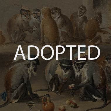 Adopted 'Monkeys at Play'-03.jpg