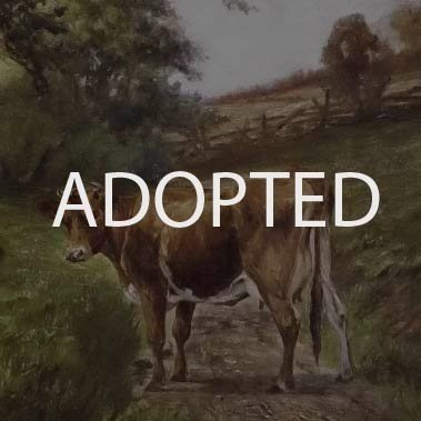 Adopted+%27Cows+Beside+a+Stream%27.jpg