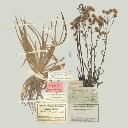 HERBARIUM My contribution to a collection of cards for Trauma Care Ethiopia, initiated by Reload, - in collaboration with 20 illustrators, photographers and artists. The foundation aims to teach modern trauma treatment.