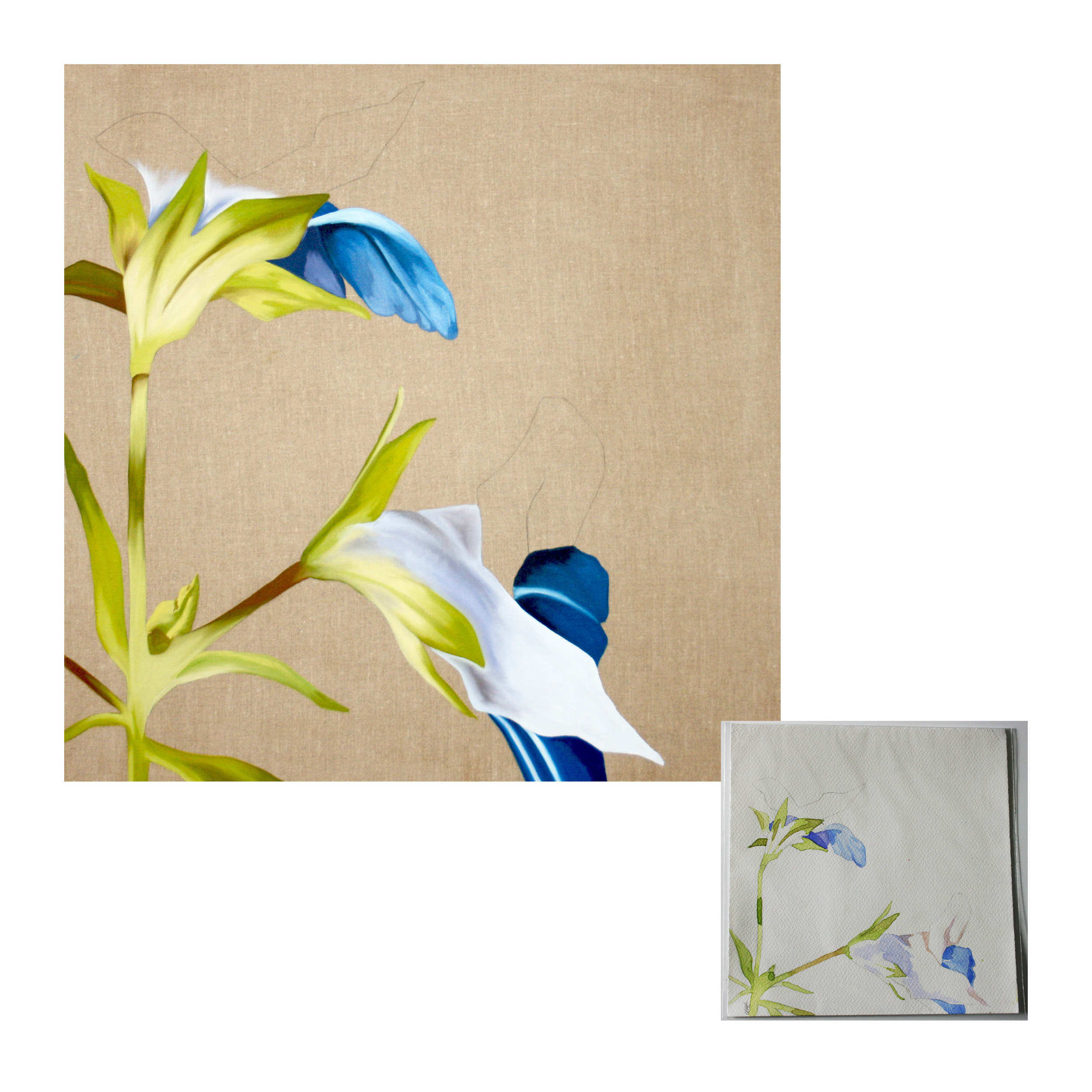 Collinsia Verna Oil on linen 36" x 36" Original 10" x 10"