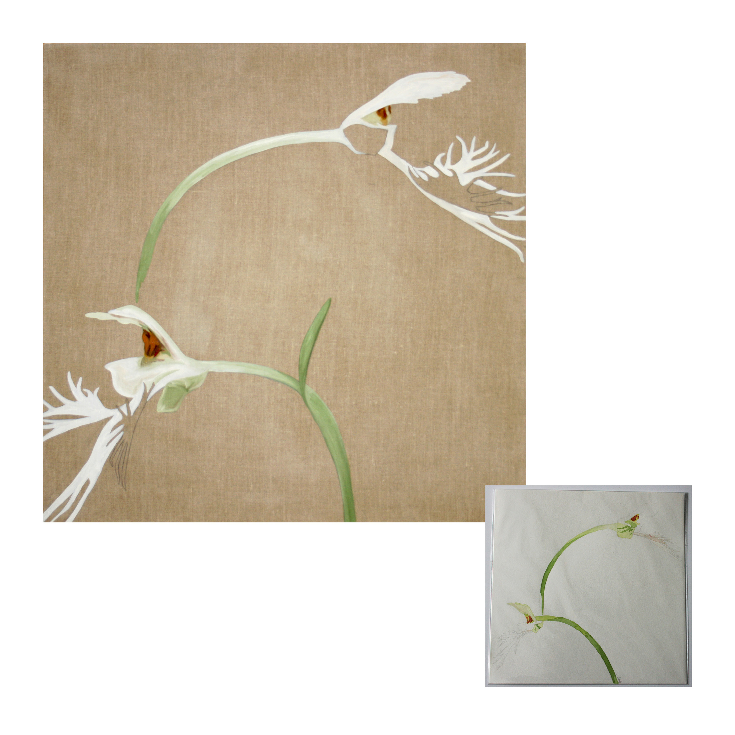 Platanthera Leucophaea Oil on linen 36" x 36" Original 10" x 10"