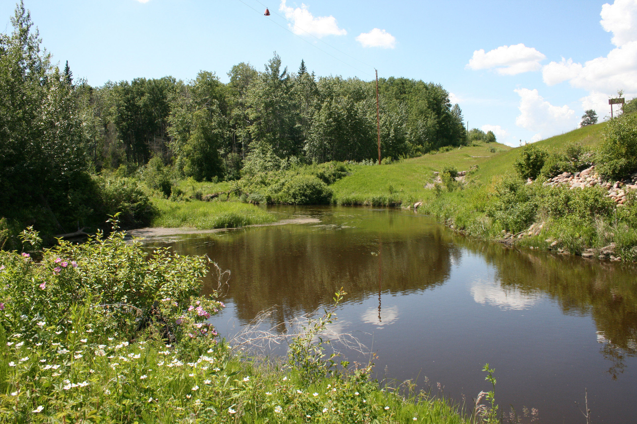 At the edge of Heart River in High Prairie where I collected plants for this project. My ancestors owned land along the river.