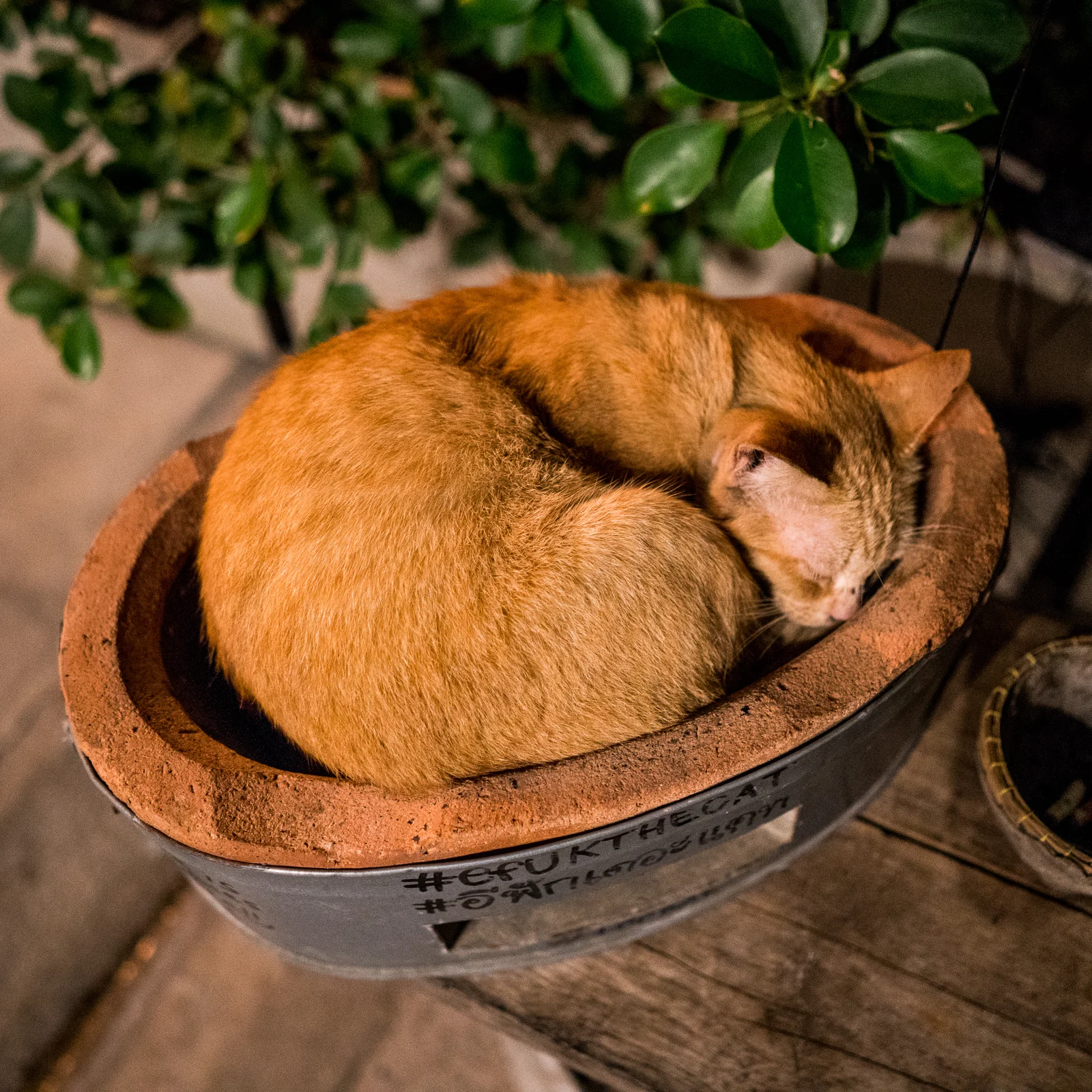 _DSC4786.jpg