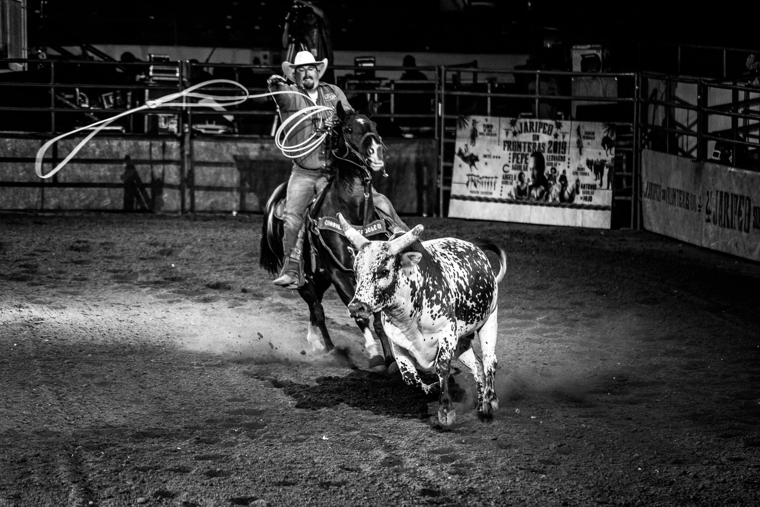 A cowboy riding a horse with a lasso in hand, chasing after a spotted cow in a rodeo arena at night.