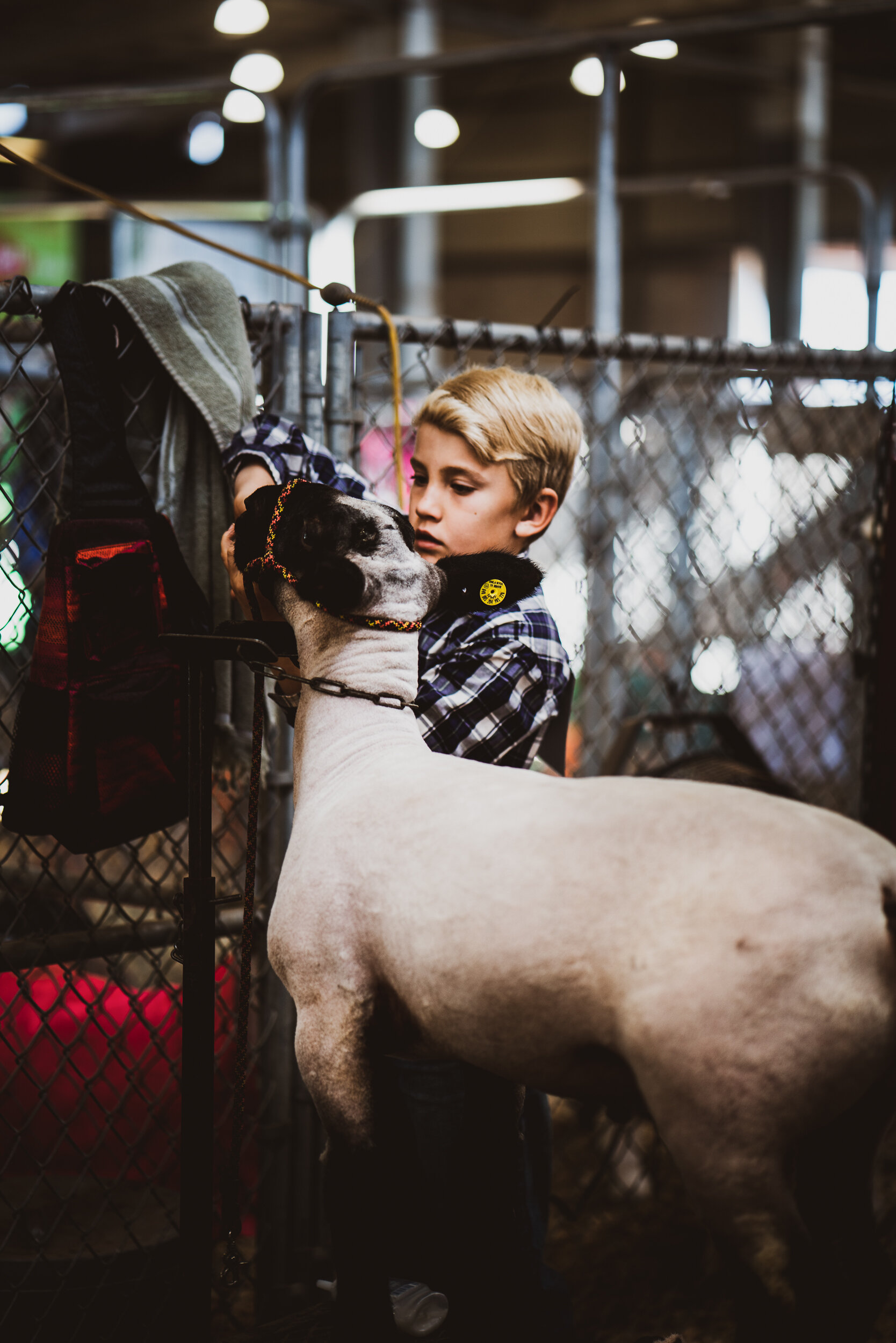 A young boy with blond hair in a plaid shirt interacting with a black and white cow inside a barn or animal exhibit.