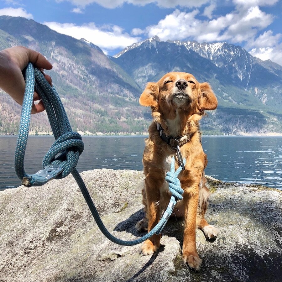 eco friendly dog harness