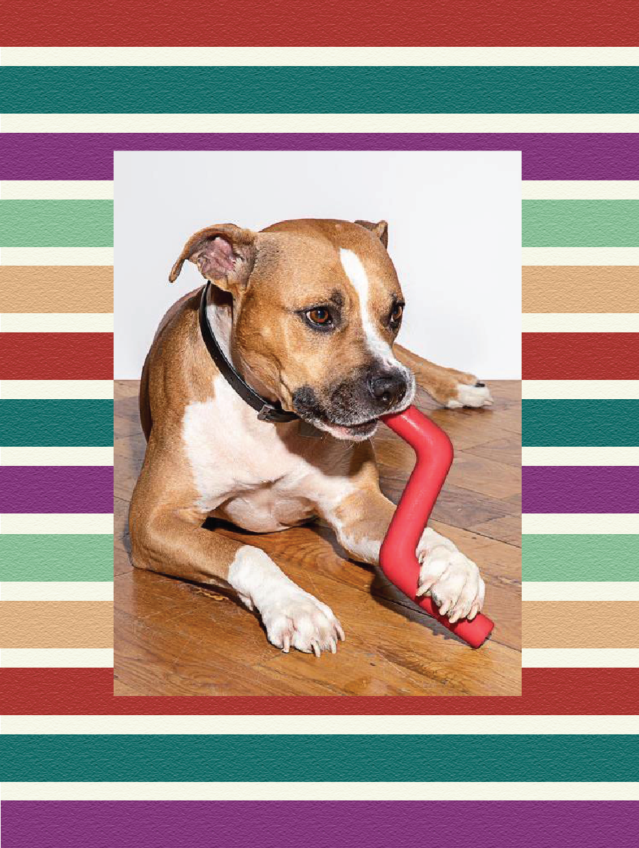 Eco gifts for pet owners