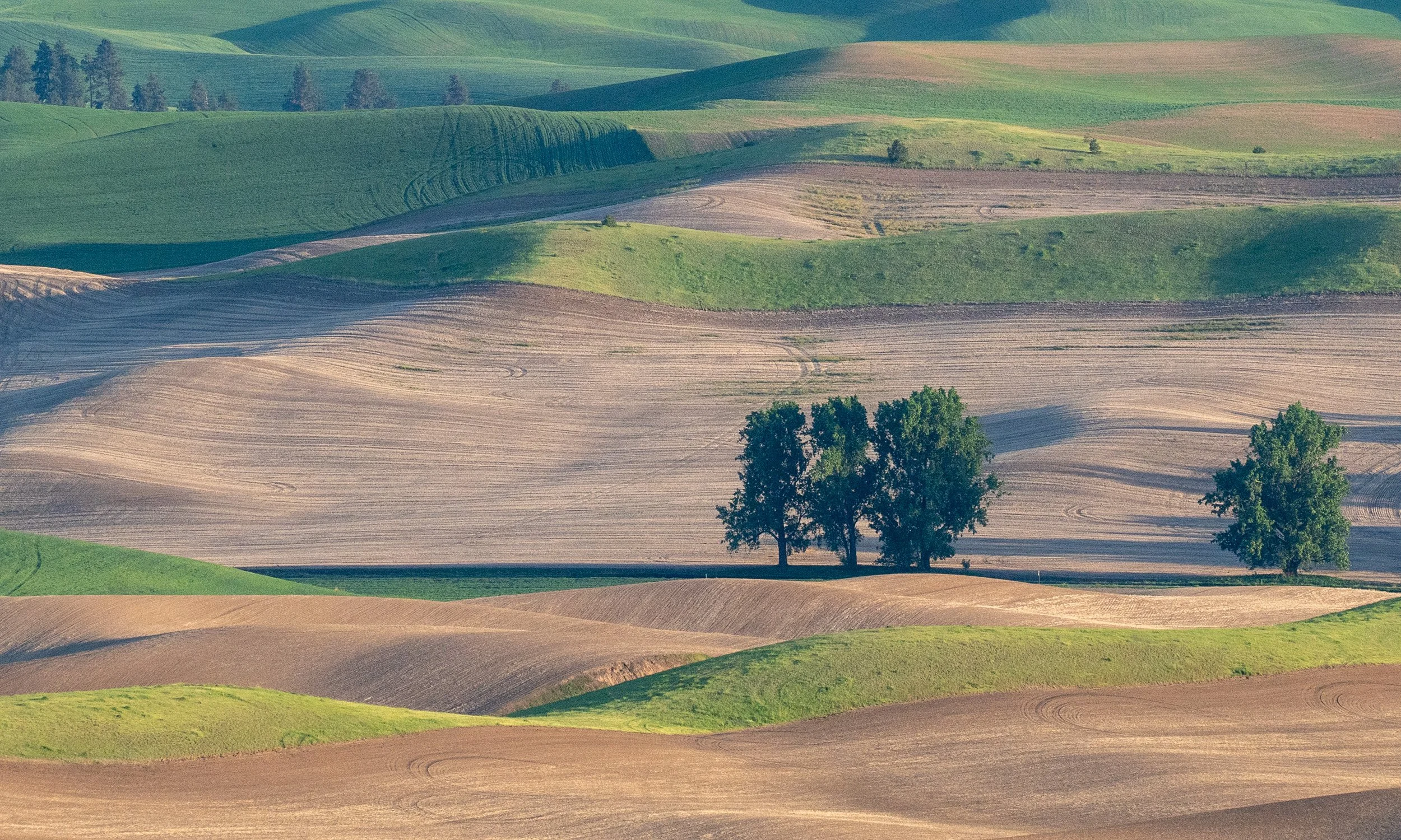 palouse_3.jpg