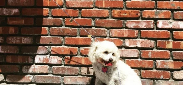 bella.jpg