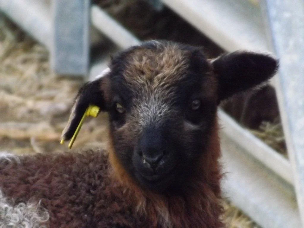 lamb.jpg