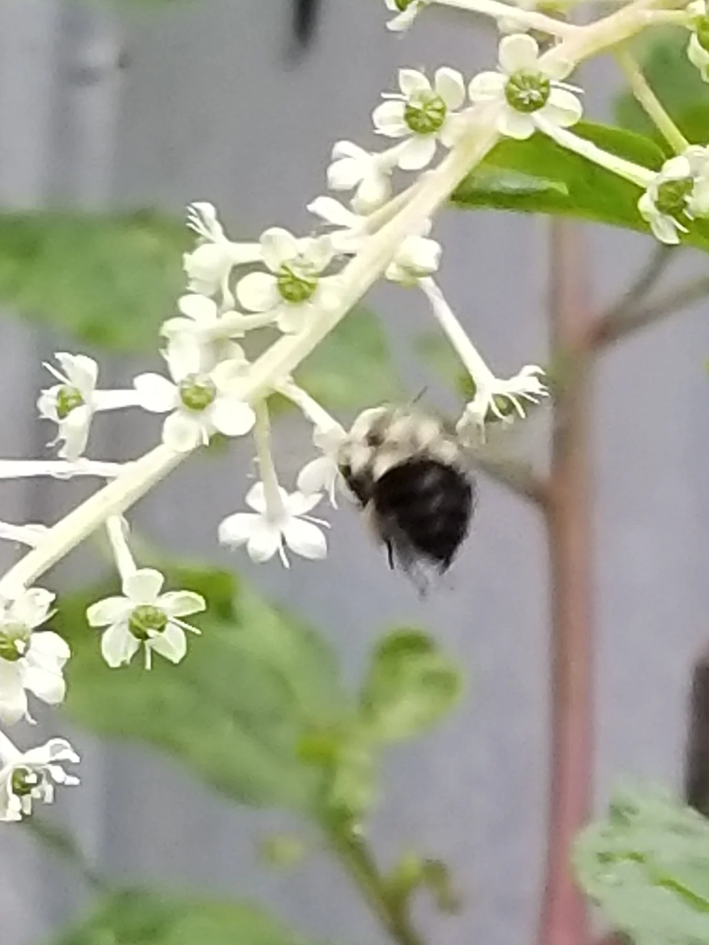 A picture of Pokeweed blossoms being pollinated. 