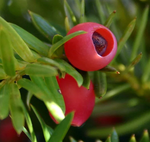E_yew_berry_full.jpg
