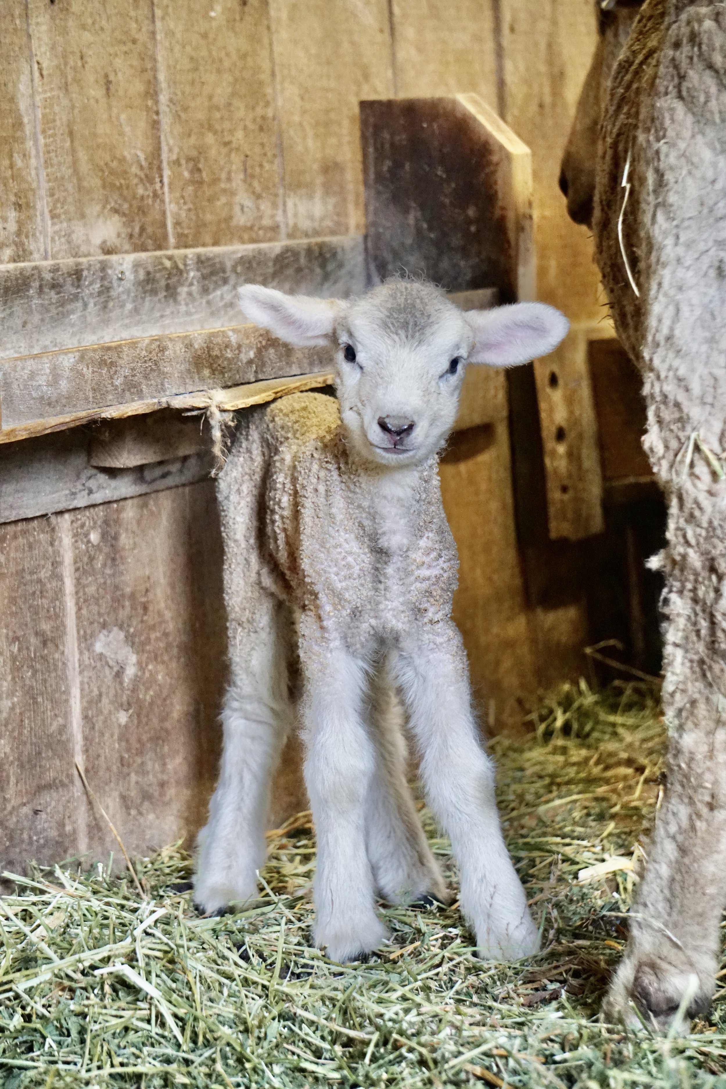 Corriedale Lamb