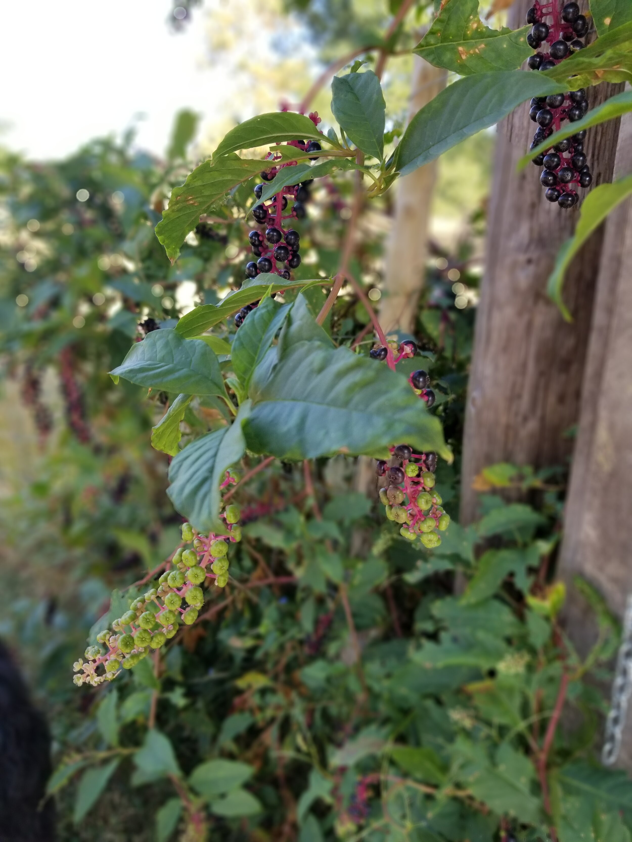 Pokeweed, Friend or Foe?