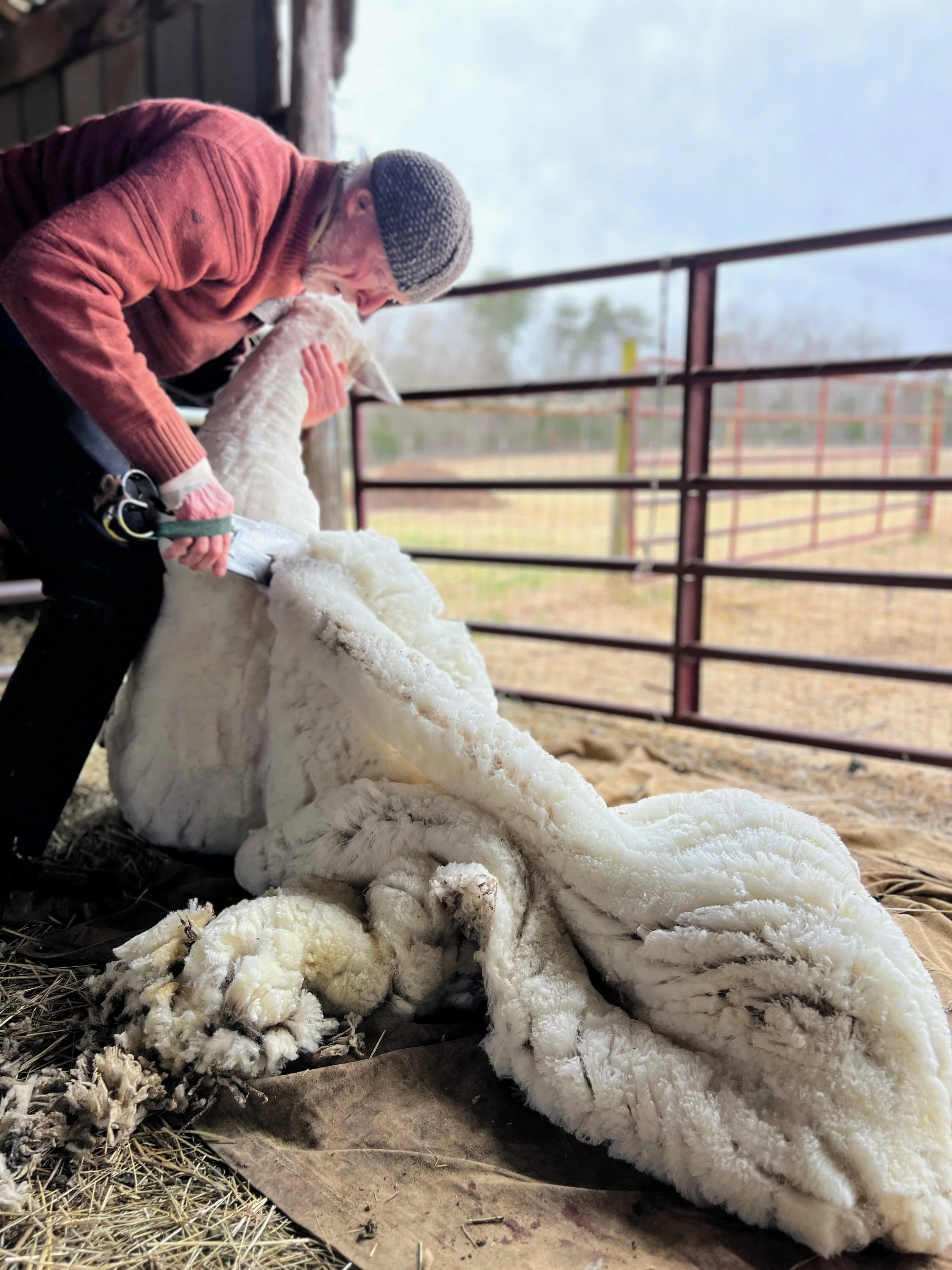 Shearing Day 2026