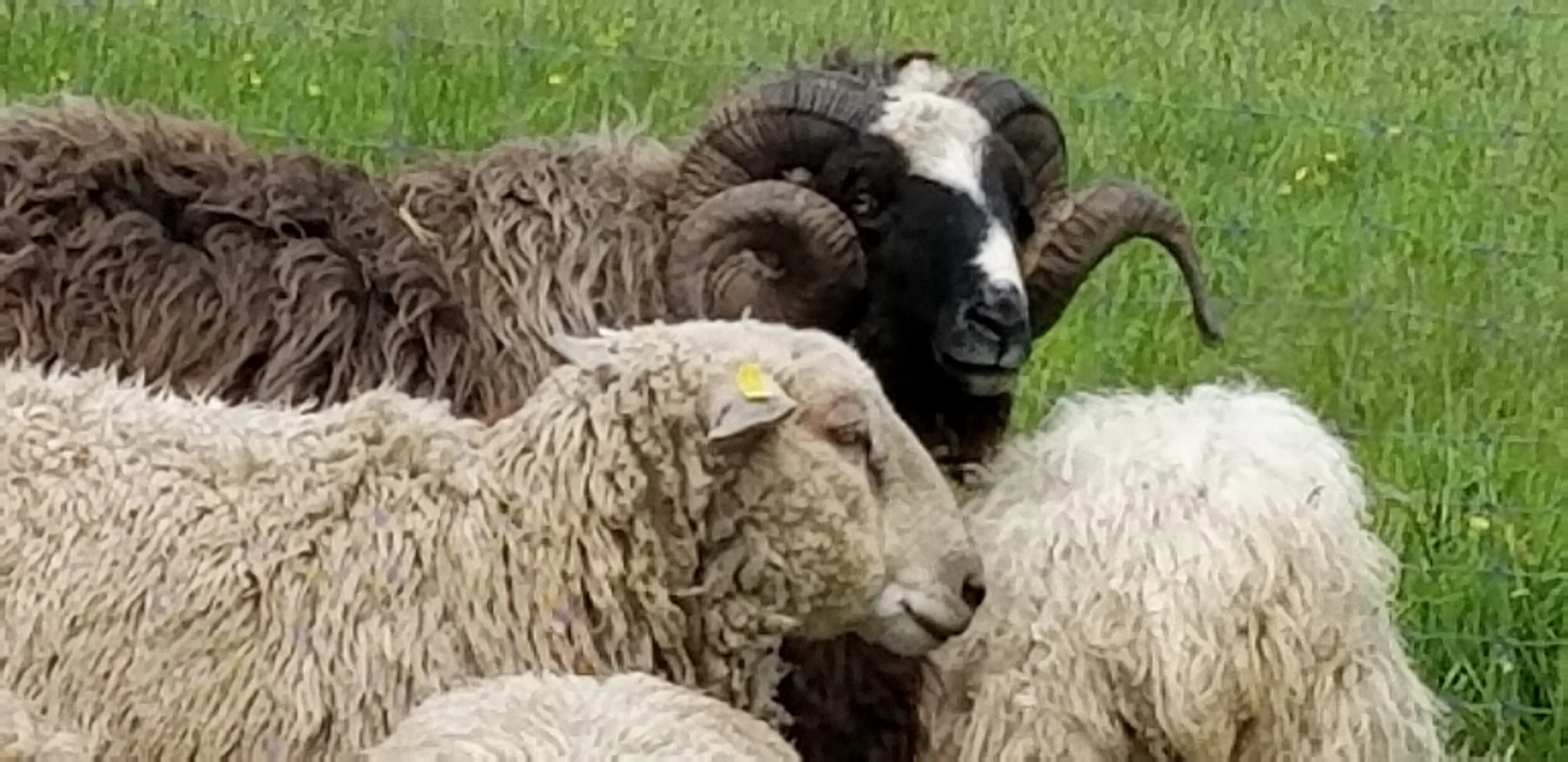 Breeding season is underway