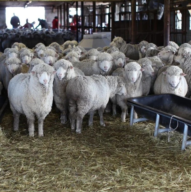 The Countdown to Shearing Day: 15 Years of Wool, Sweat, and Community