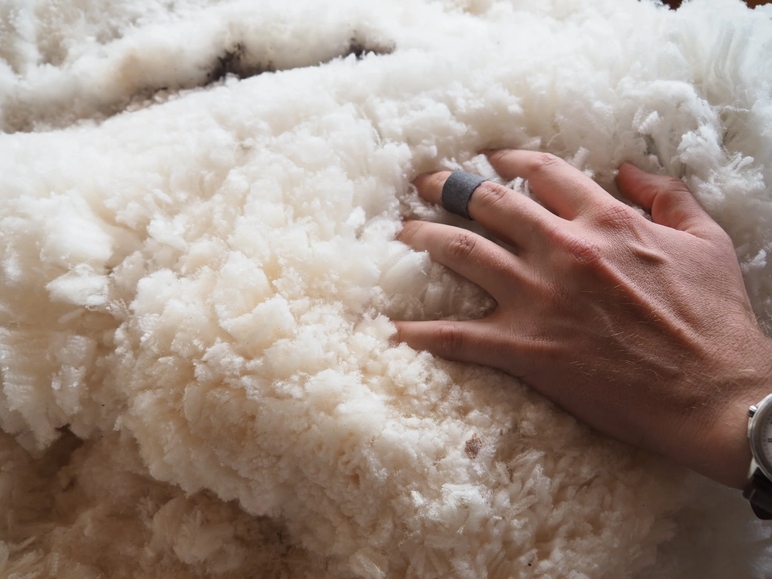 What Is Lanolin? The Skincare Ingredient That Comes from Sheep