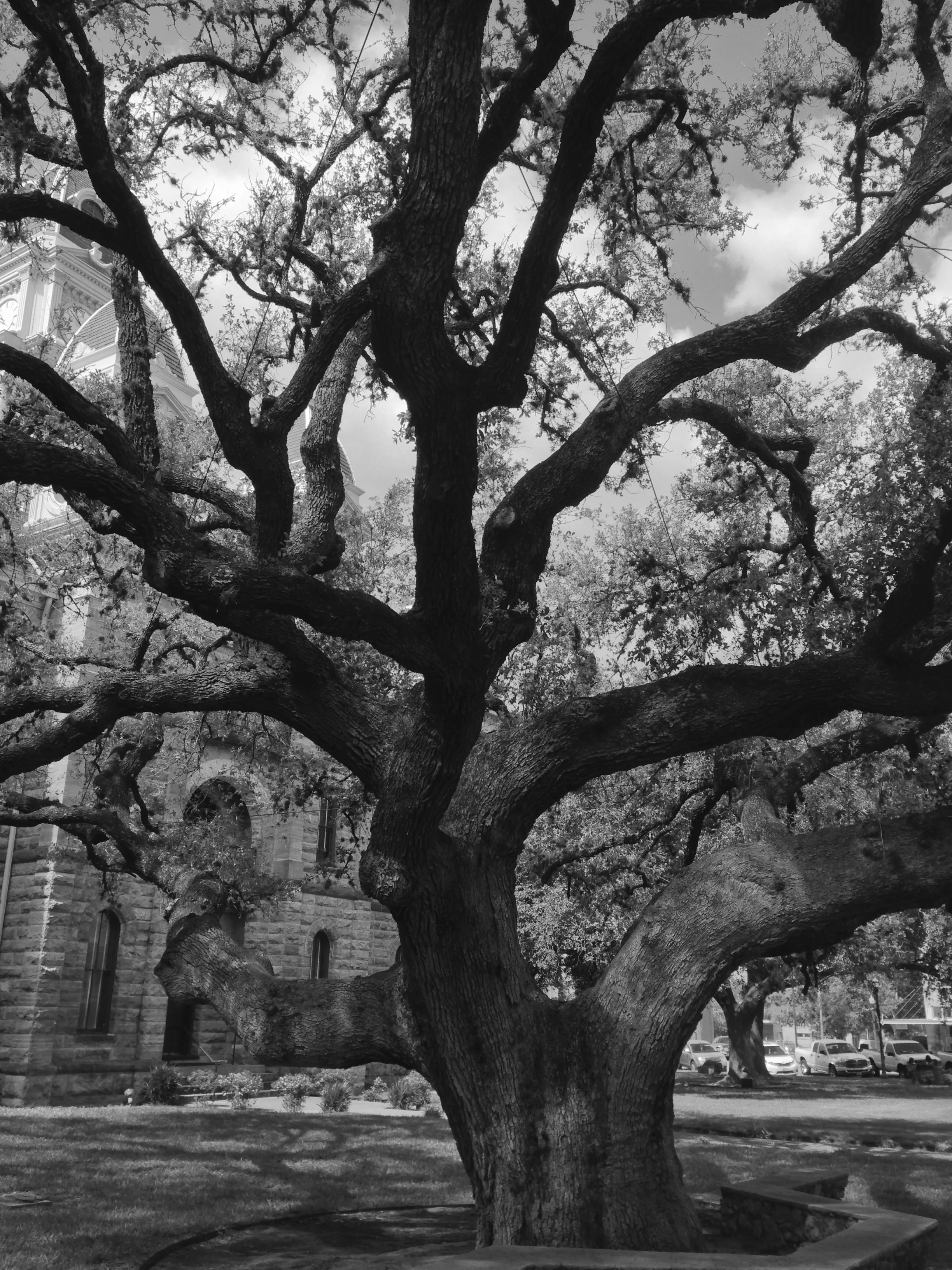 Cart War Oak, Goliad, TX