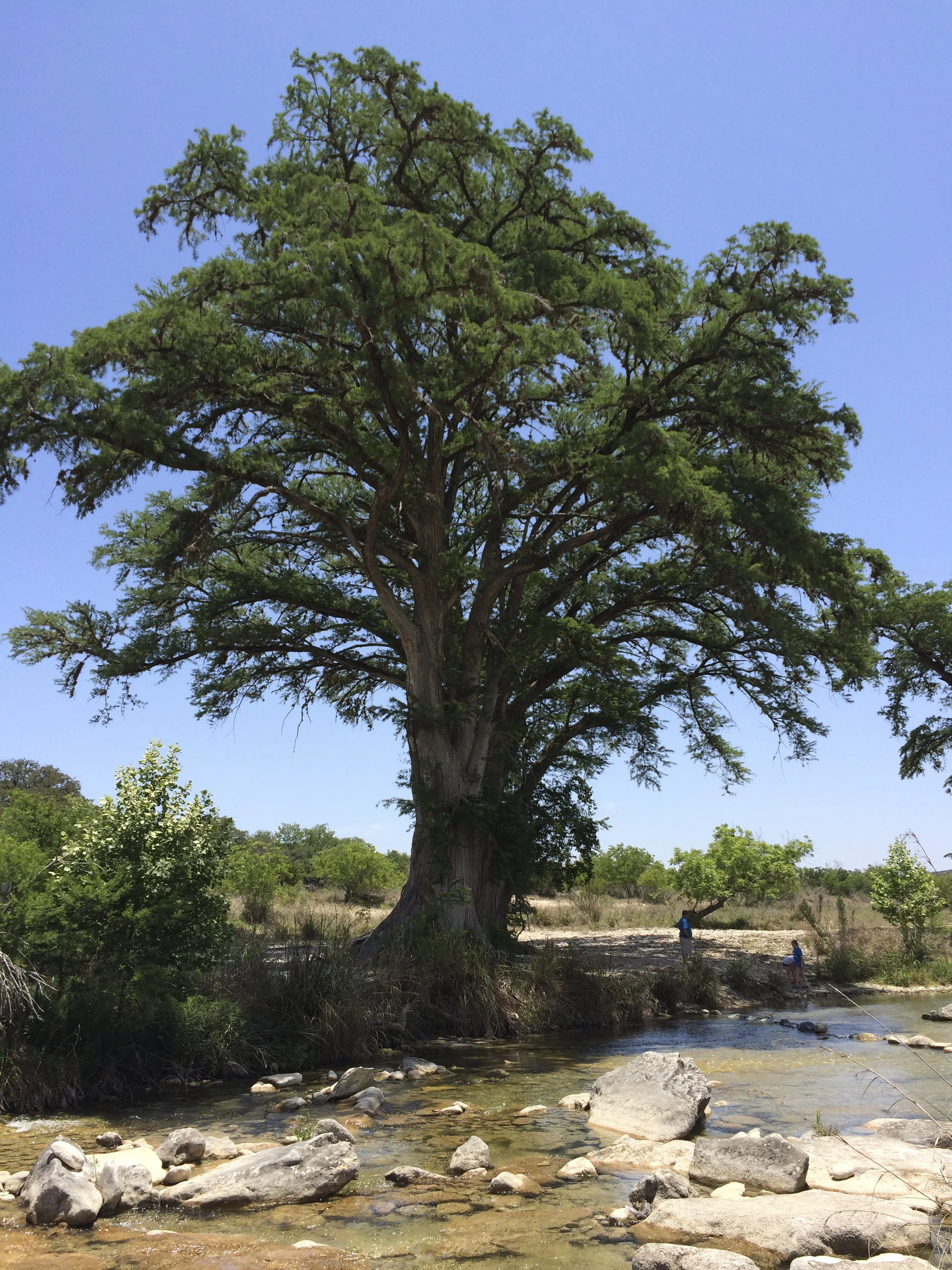 Acacia Tree, Rio Frio River, TX