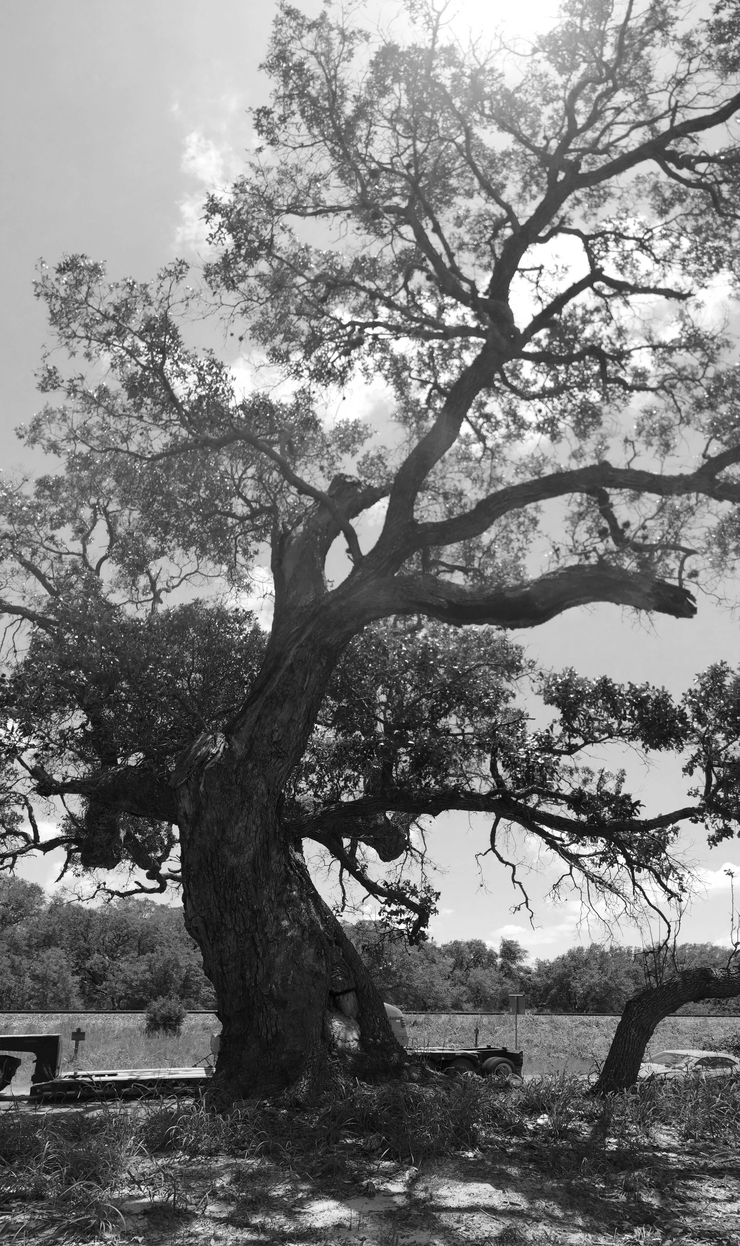 Urrea Oaks, Refugio, TX 2014 