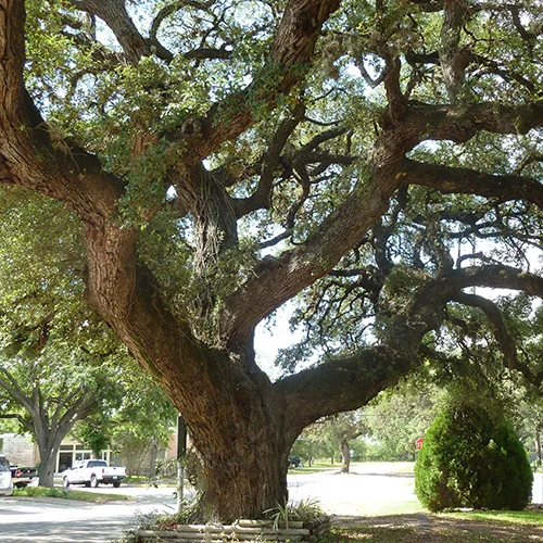 Baptist Oak