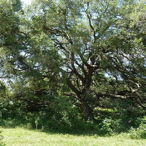 Dueling Oak